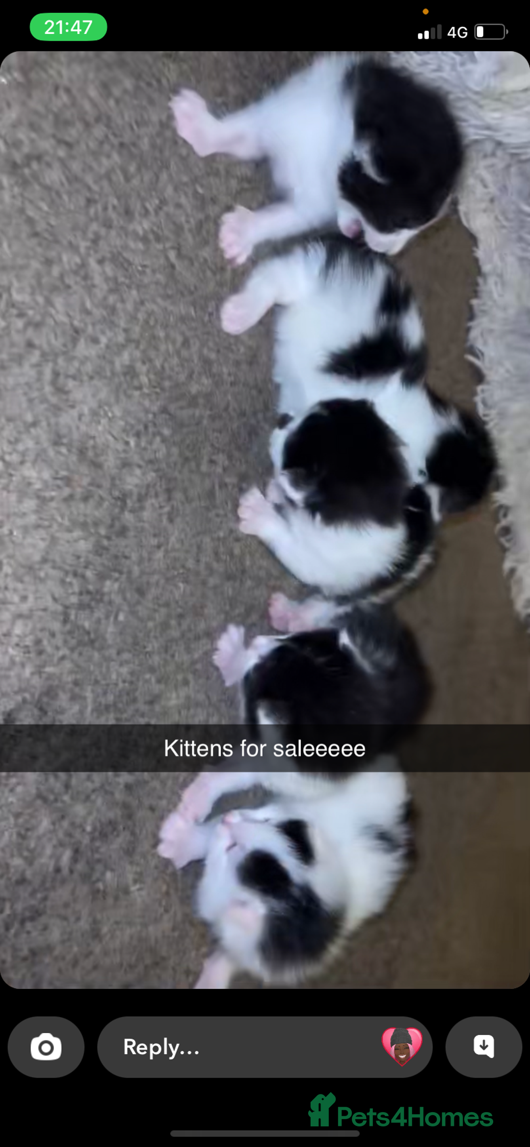 Maine Coon cats for sale: 4 Month-Old Male Kitten Maine Coon Mix  - Image 8