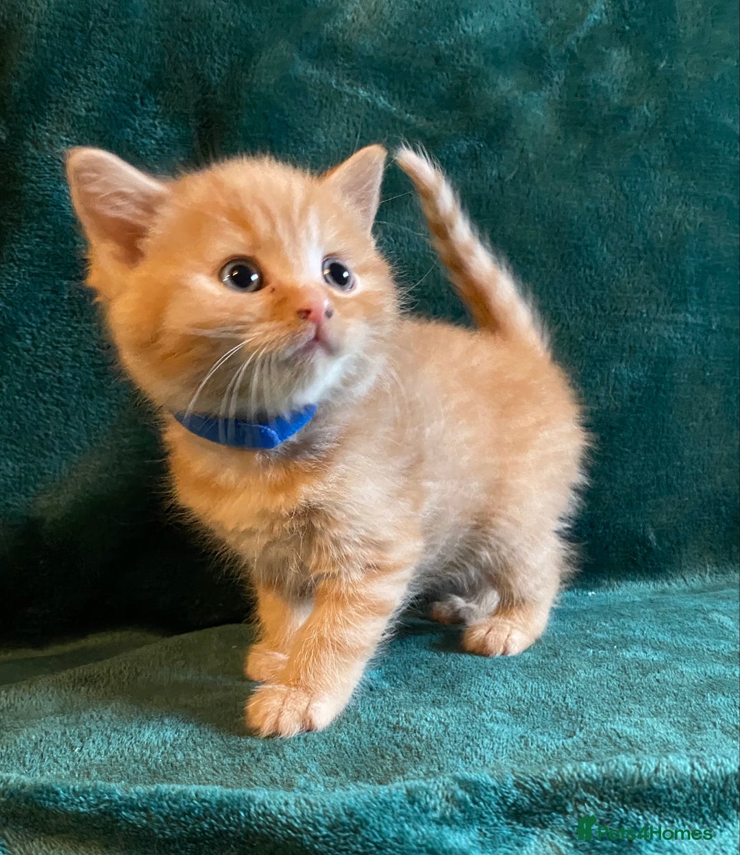 Scottish Fold cats for sale: Scottish Straight Ginger Kittens  - Advert 13