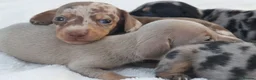 Miniature Dachshund dogs for sale: Miniature Dachshund Puppies - Advert 8