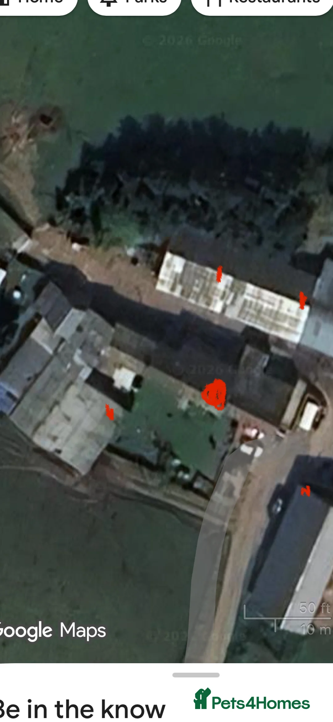 Border Collie dogs for sale: Ted! - Proven Working Border Collie Puppy! - Advert 6