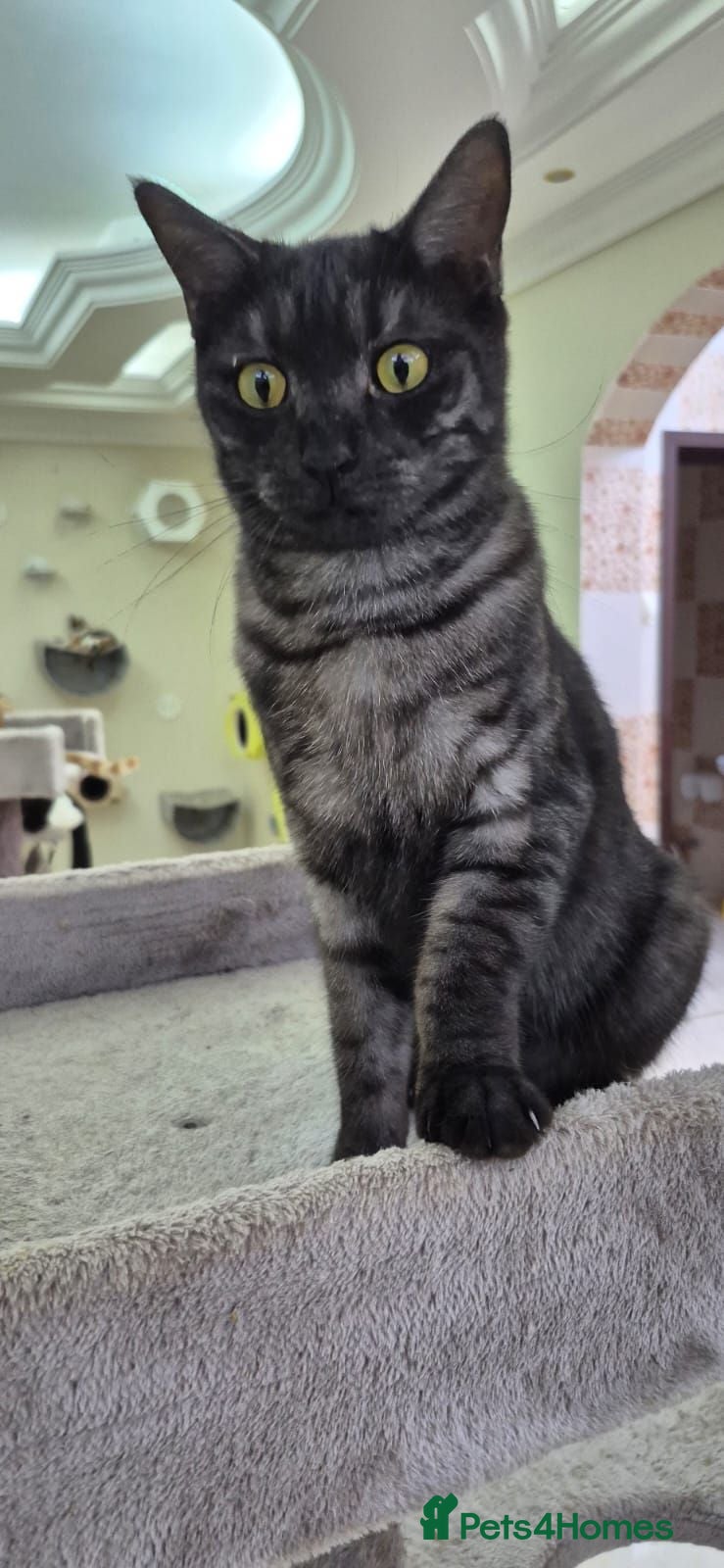 Mixed Breed cats Baby Bear - Advert 1
