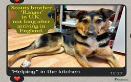 Mixed Breed dogs for adoption: Scout, 1-2 yrs old. Available for adoption  - Image 9