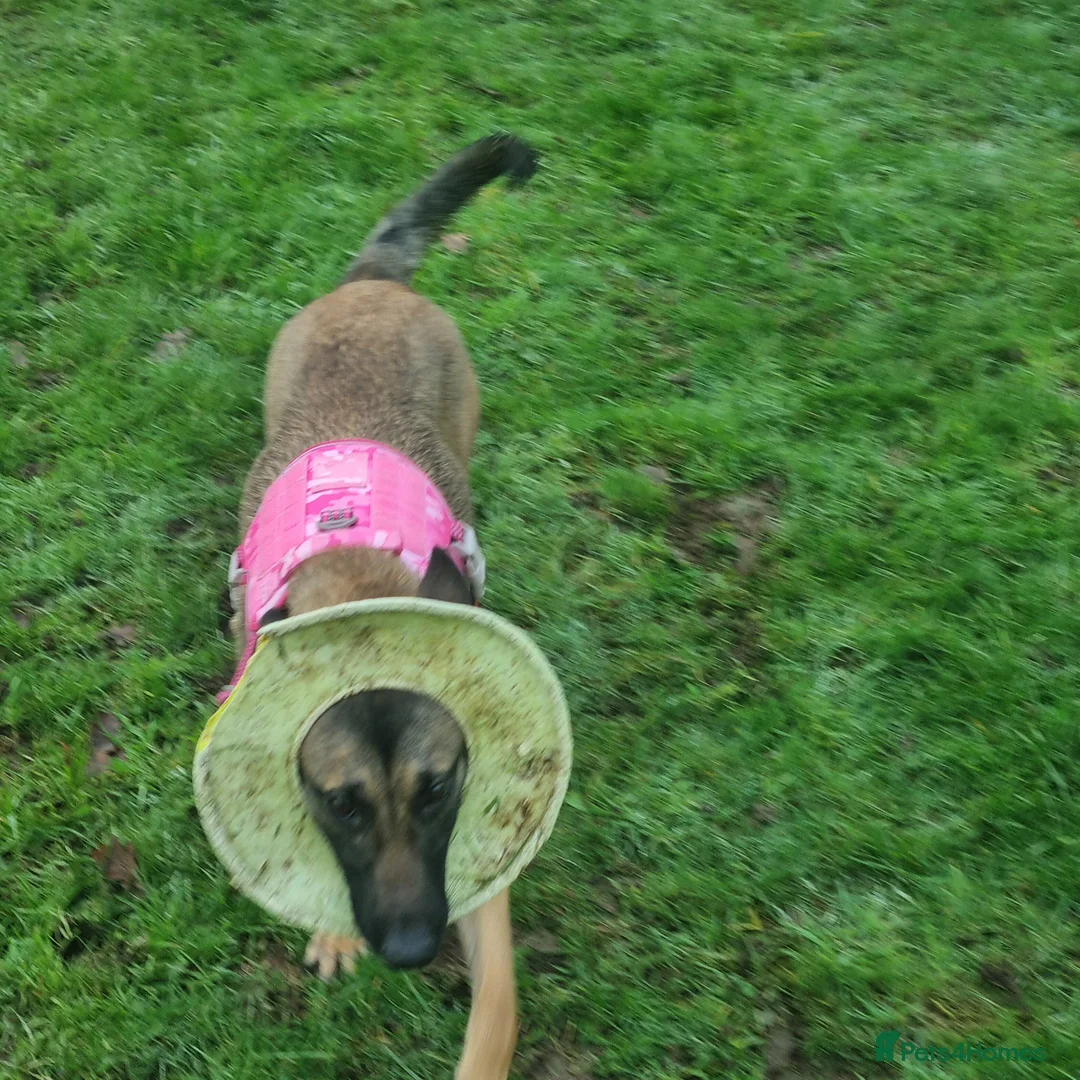 Belgian Shepherd Dog dogs for sale: zara  - Advert 3