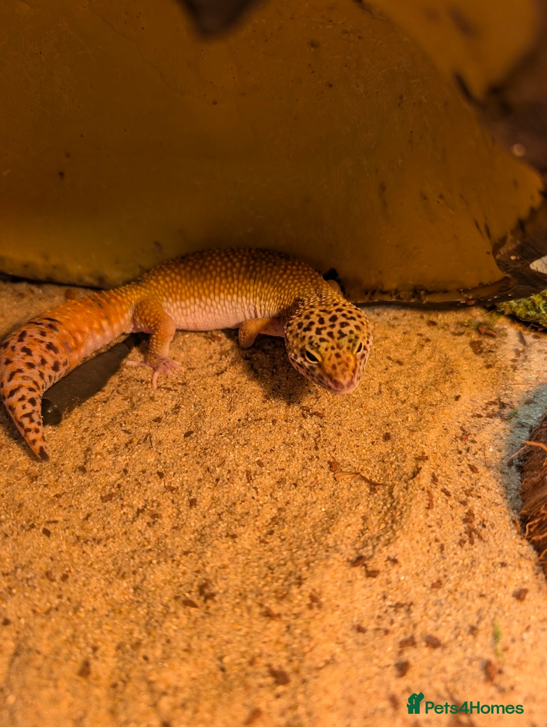 Leopard Gecko reptiles for sale: Leopard gecko and set up - Advert 2