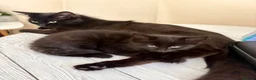 Mixed Breed cats for sale: Precious Little Fur Babies - Advert 10