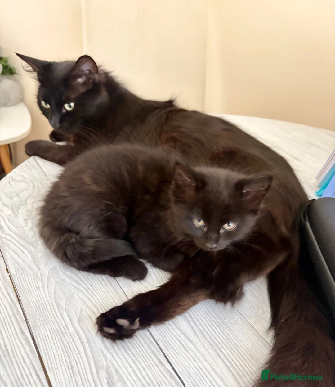 Mixed Breed cats for sale: Precious Little Fur Babies - Advert 10