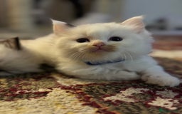 Ragdoll cats for sale: Pure fluffy Ragdoll kittens looking for5 star home - Image 3