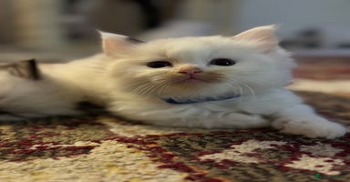 Ragdoll cats - Advert 11