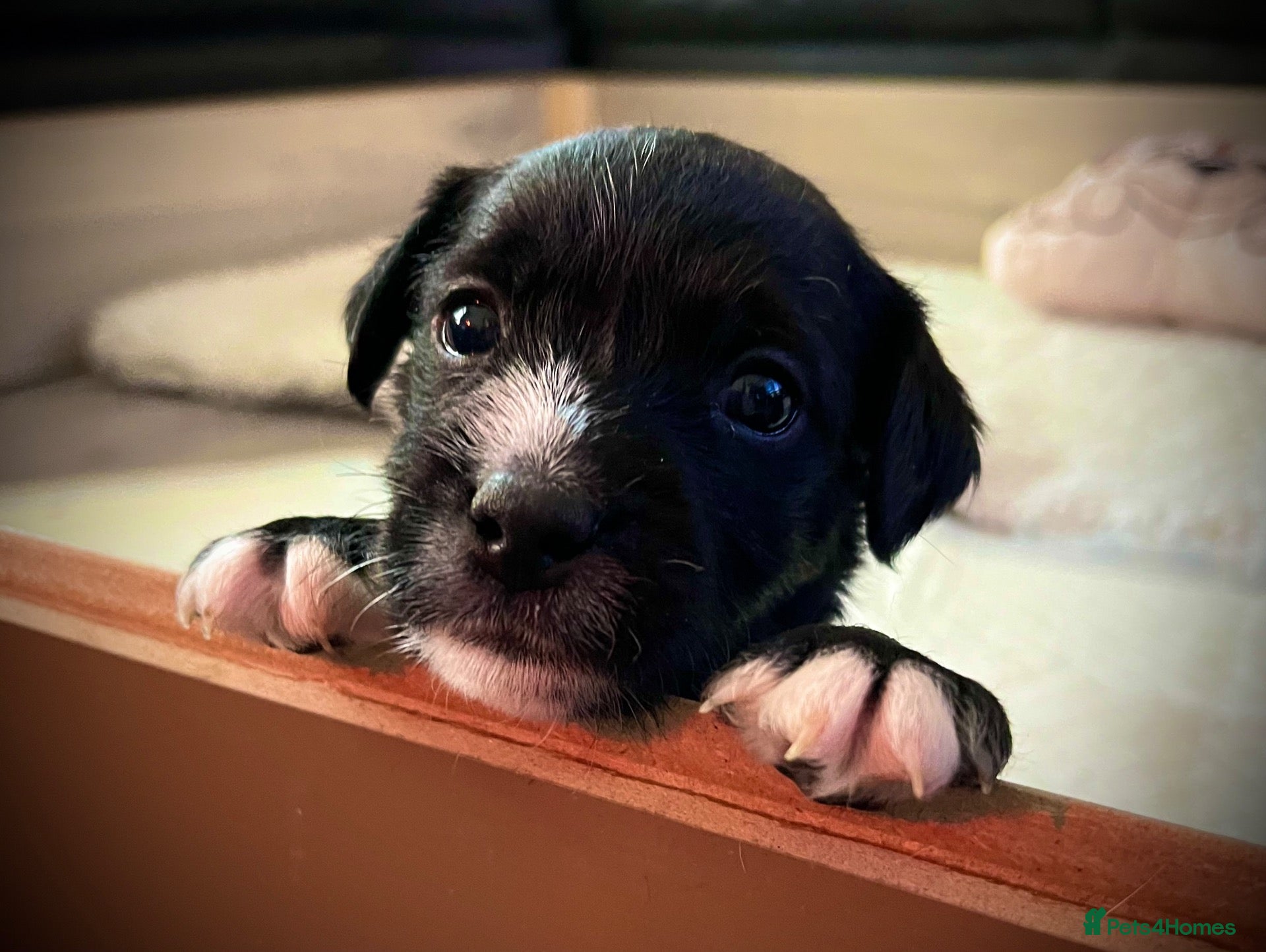 Patterdale Terrier dogs Stunning spooktacular Patterdale puppies  - Advert 5