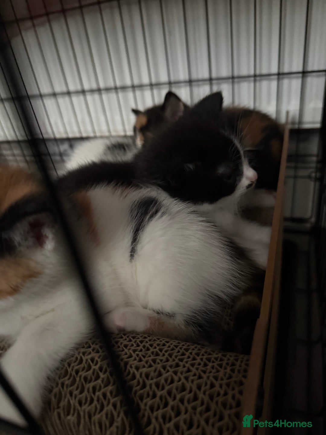 British Shorthair cats for sale: 4 Kittens for sale - Image 11