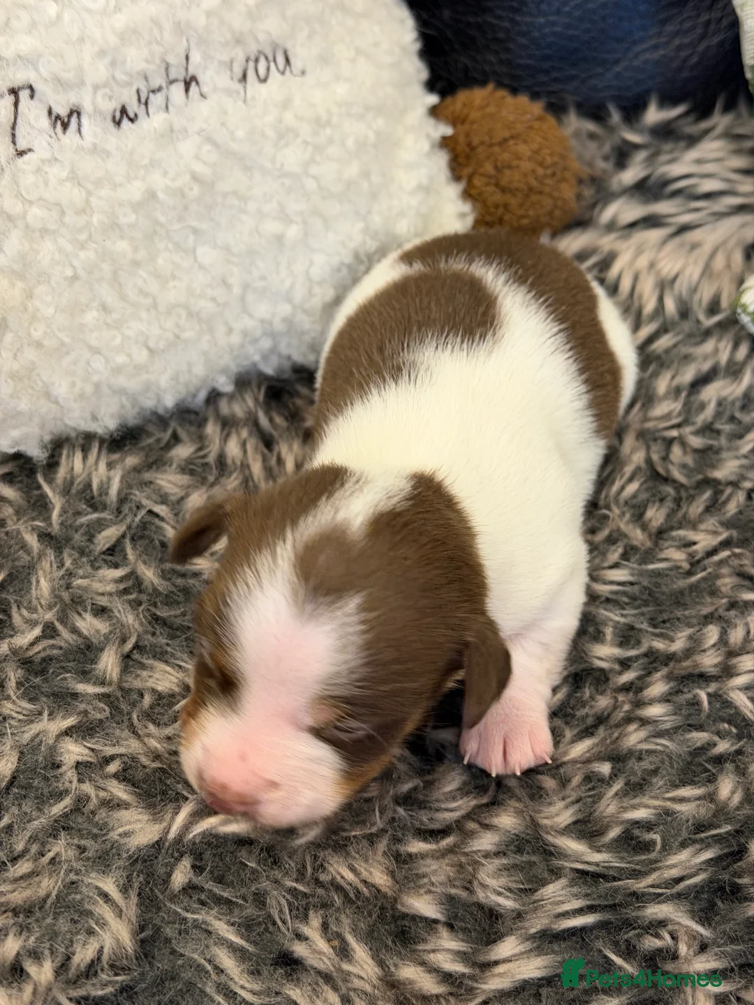 Jack Russell dogs for sale: DONJACKS - fully health tested miniature puppies  - Advert 27