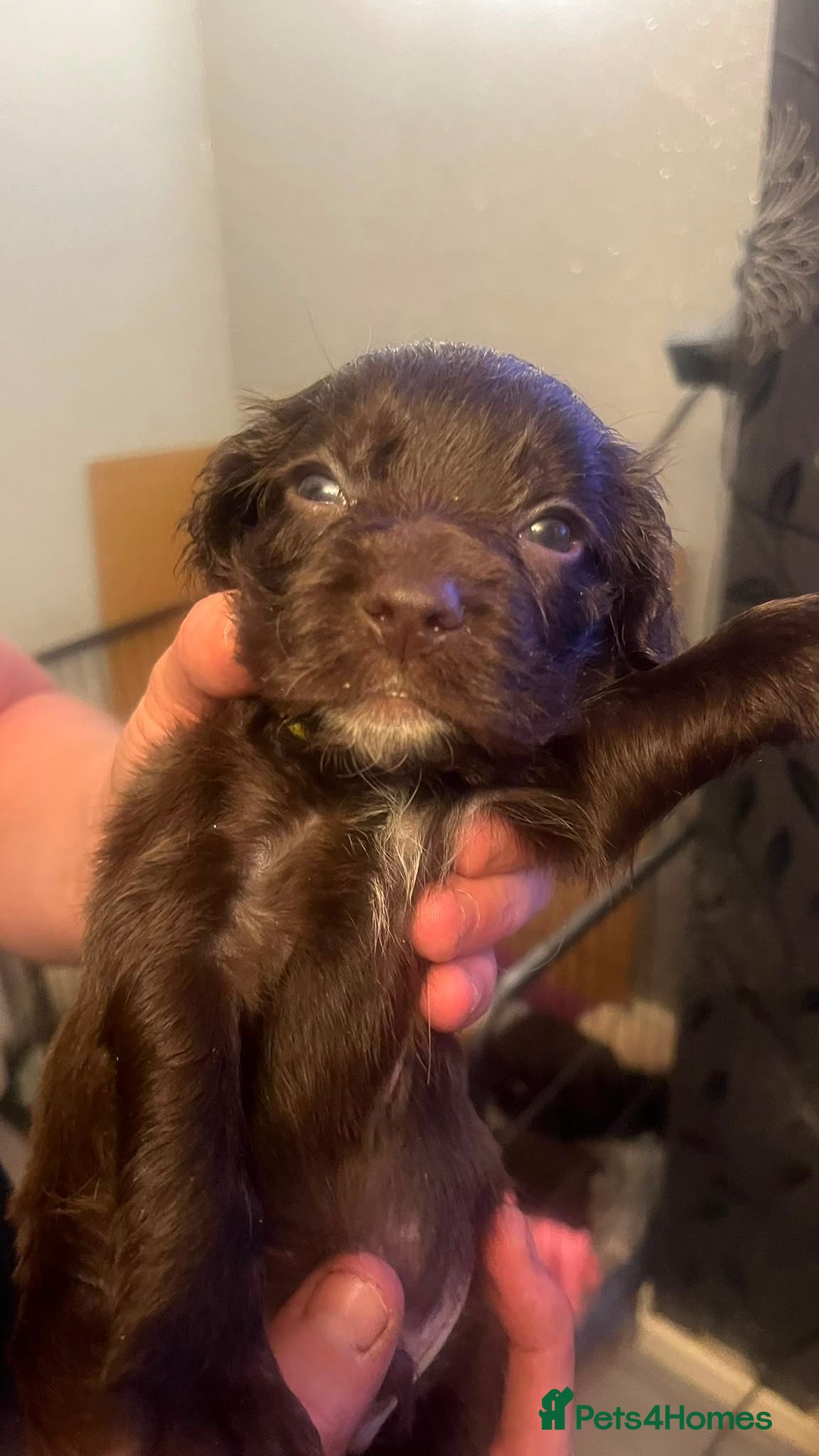 Cocker Spaniel dogs Stunning working cocker spaniel puppys 1 boys left - Advert 1