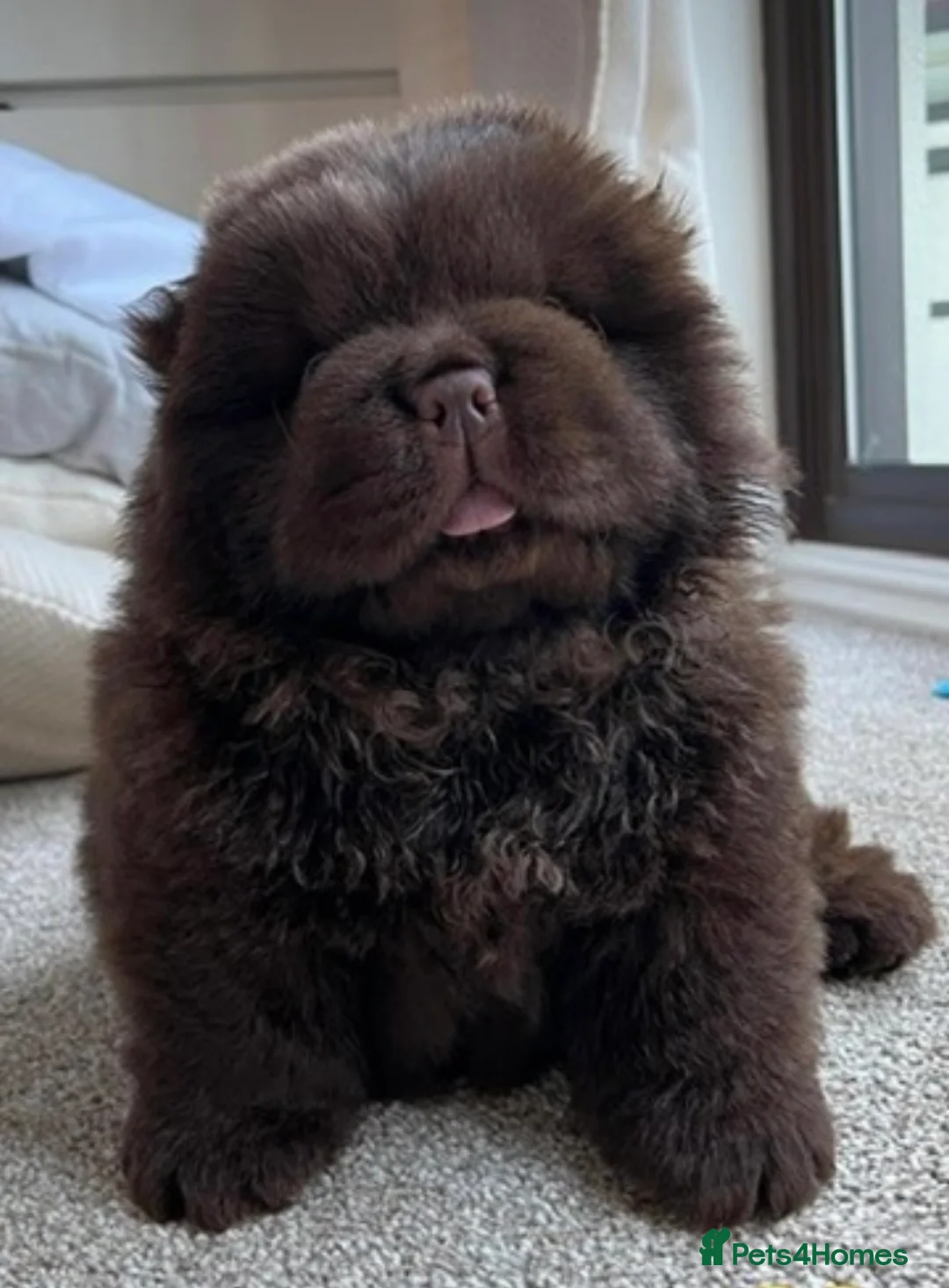 Chow Chow dogs for stud: Chocolate delight Bruno - Advert 9