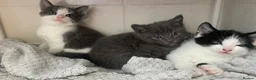 Mixed Breed cats for sale: 3 Tabby Kittens for Sale - Advert 7