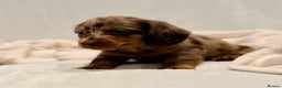 Miniature Dachshund dogs for sale: Long haired dachshund puppie - Advert 8