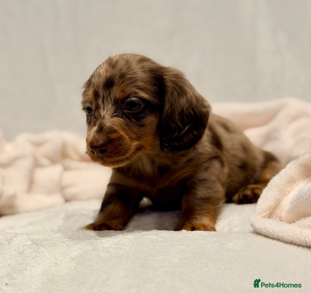 Miniature Dachshund dogs for sale: Long haired dachshund puppie - Advert 8