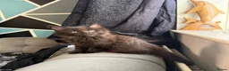 Maine Coon cats for sale: Maine Coon x British shorthair - Advert 10