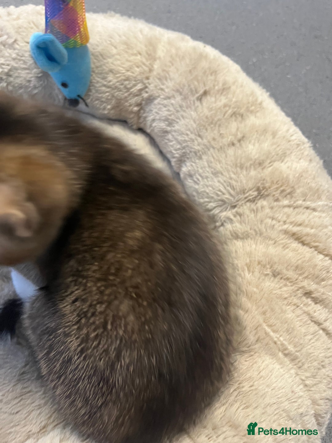 Mixed Breed cats for sale: 🐾 8 week old handsome Male Kitten - Advert 5