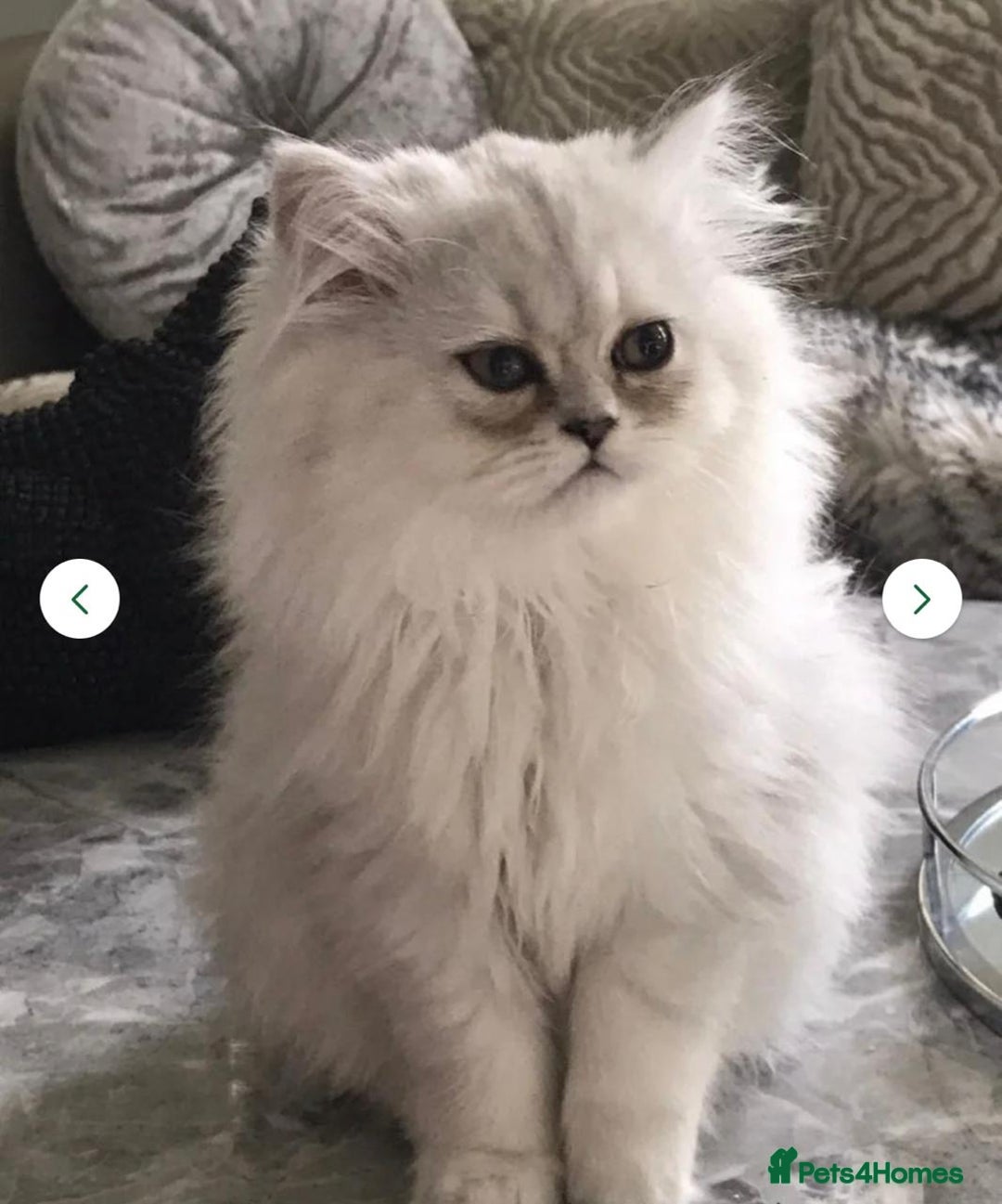 Persian cats for sale: Playful 10-Week-Old Male Persian Kitten  - Image 5