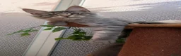 Maine Coon cats for sale: Stunning Maine coon kittens - Advert 11
