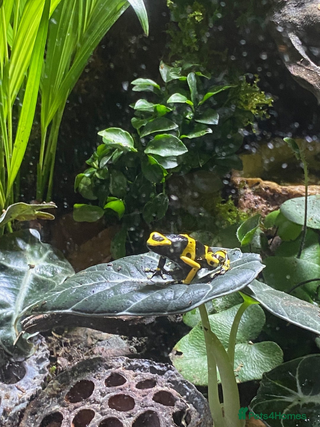 Frog reptiles for sale: 3 x Yellow Bumblebee Dart Frogs & Terrarium - Advert 8