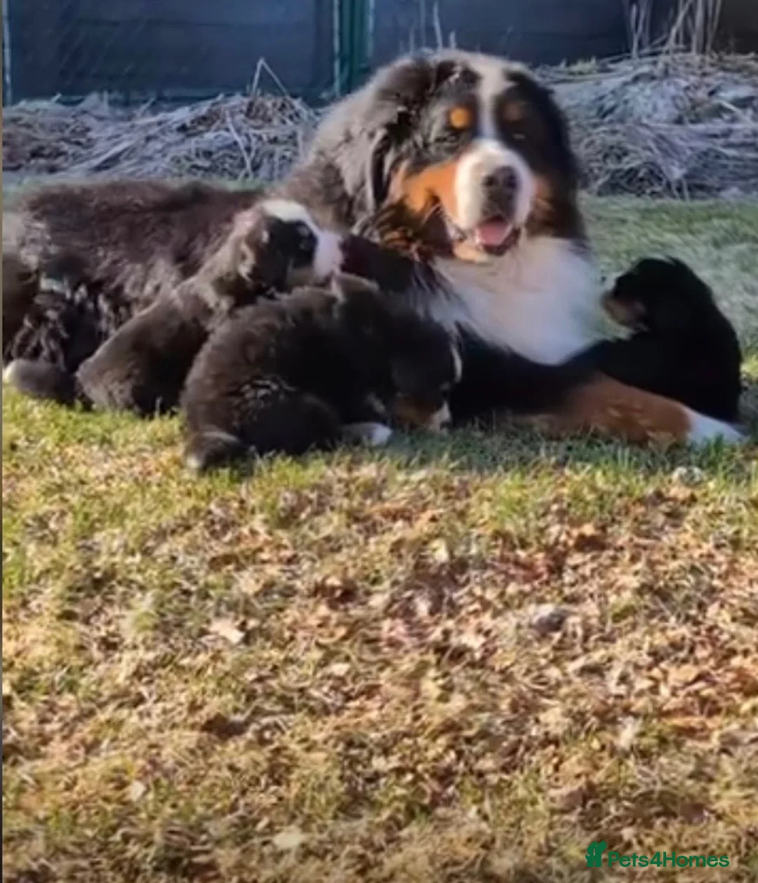 Bernese Mountain Dog dogs for sale: Gentle Friendly Bernese Mountain Dog For Good Home in Grimsby - Advert 1