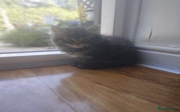 Mixed Breed cats for sale: Scottish fold cross kitten  - Image 7