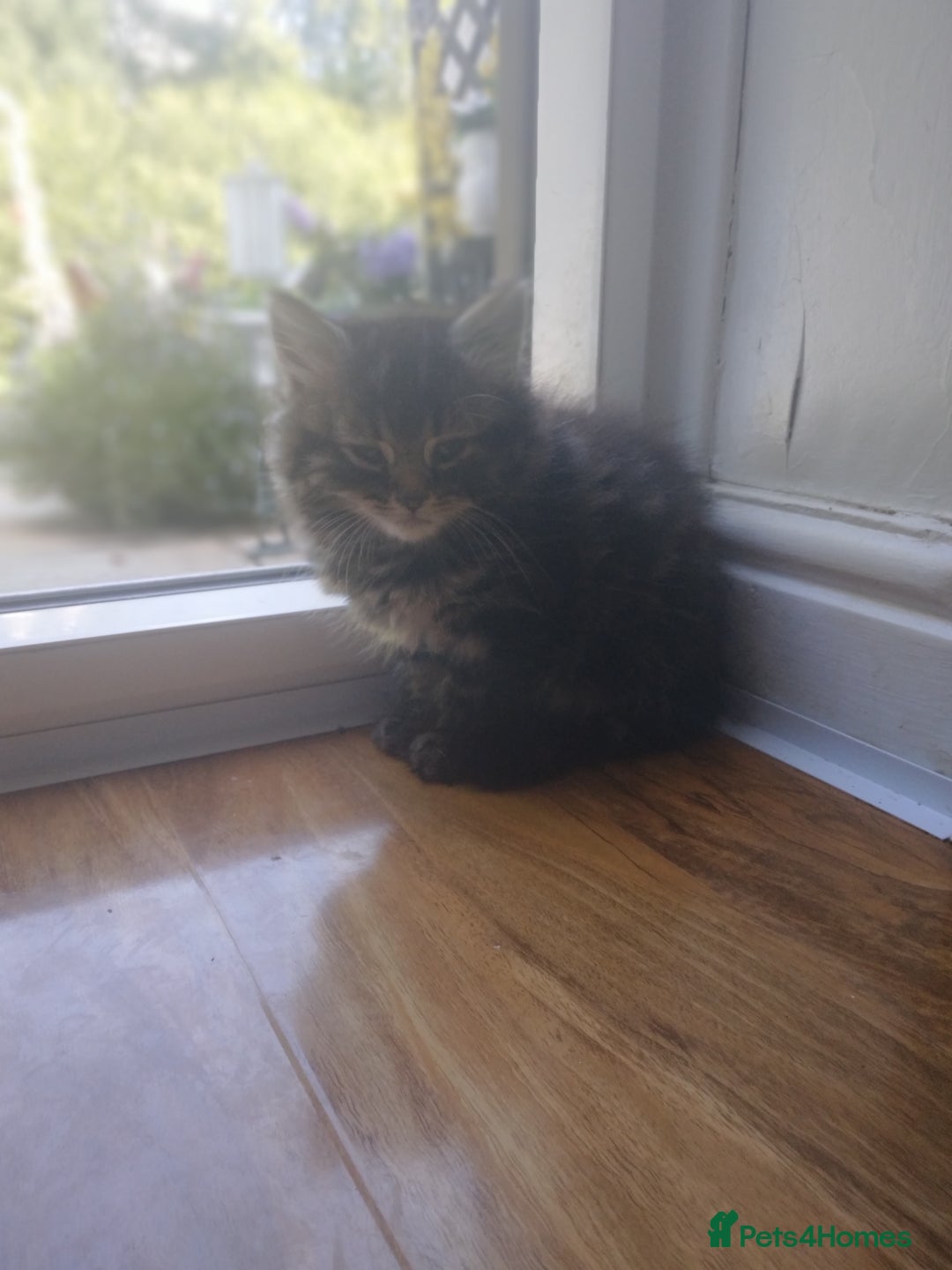 Mixed Breed cats for sale: Scottish fold cross kitten  - Image 7