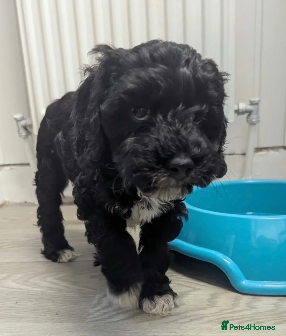 Cavapoo dogs for sale: Cavapoo pups in Girvan - Advert 5