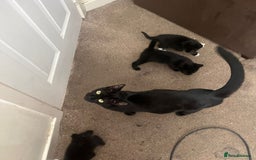 Mixed Breed cats for sale: 5 kittens ready to leave today  - Image 3