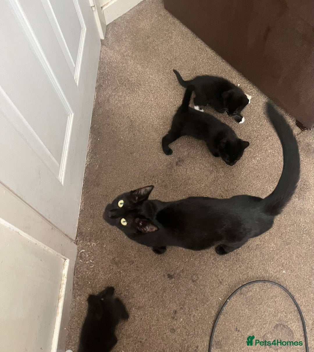 Mixed Breed cats for sale: 5 kittens ready to leave today  - Image 3