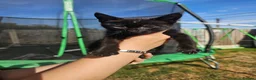 Mixed Breed cats for sale: 2 female kittens  - Advert 5