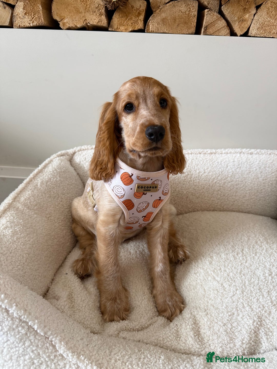 Cocker Spaniel dogs for sale: Honey 🧡 - Advert 8