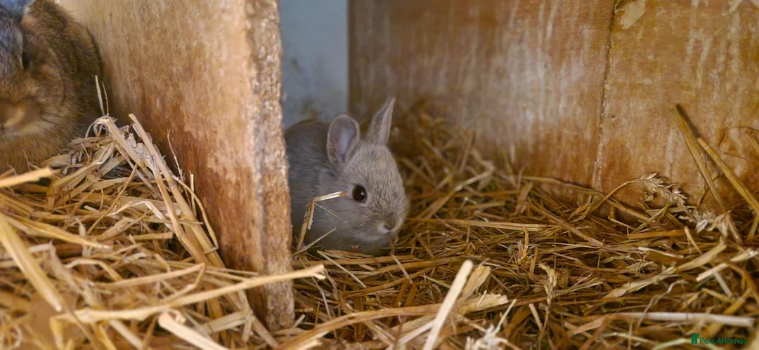 Netherland Dwarf rabbits for sale: Cute cheeky little netherland dwarf babies-2m left - Advert 2