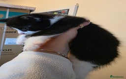 Domestic Shorthair cats for sale: Kittens for sale  - Image 4