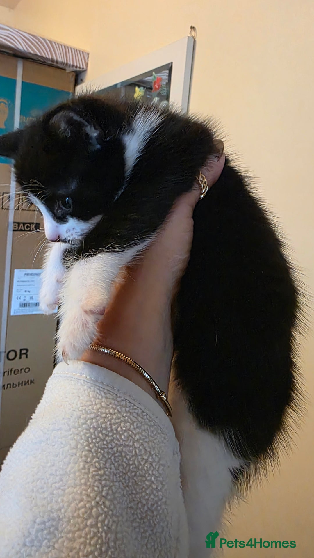 Domestic Shorthair cats for sale: Kittens for sale  - Image 4