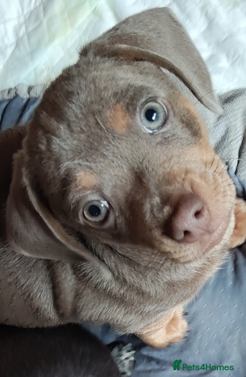 Dachshund dogs Beautiful miniature / fabulous colours  - Advert 1