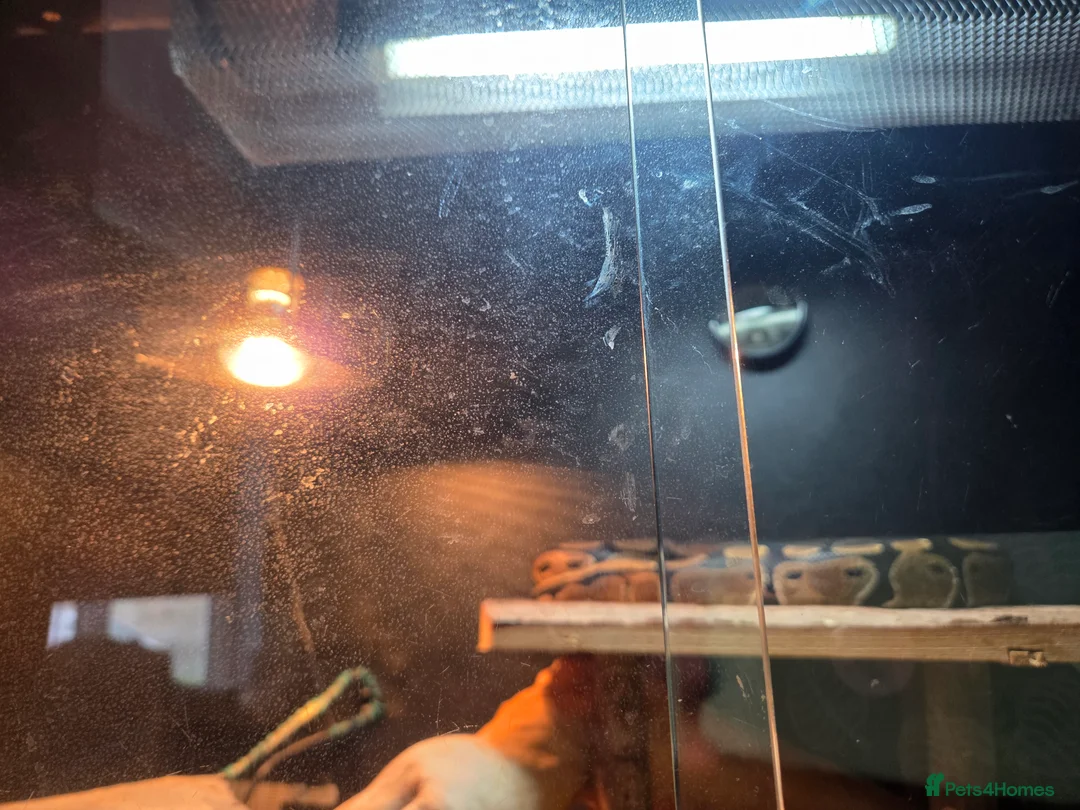 Python Snake reptiles for sale: Ball Python looking for a new home - Advert 6