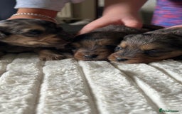 Jackapoo dogs for sale: 🐶🐾 F1 Minature Jackapoos 🐶🐾 - Image 15