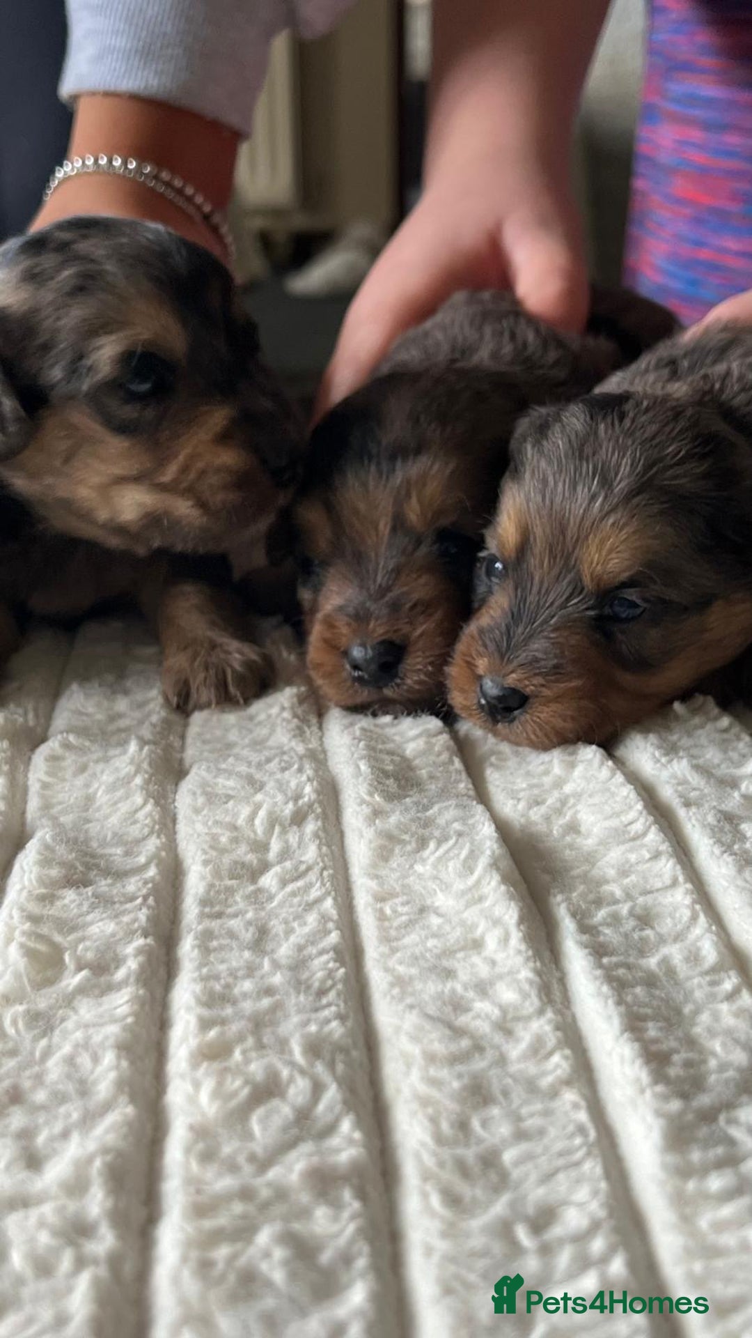 Jackapoo dogs for sale: 🐶🐾 F1 Minature Jackapoos 🐶🐾 - Image 15