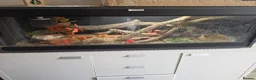 Bearded Dragon reptiles for sale: Beaded dragon  - Advert 8