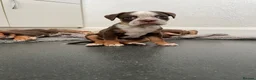 Old Tyme Bulldog dogs for sale: FIVE OLD TYME BULLDOGS LEFT - Advert 26