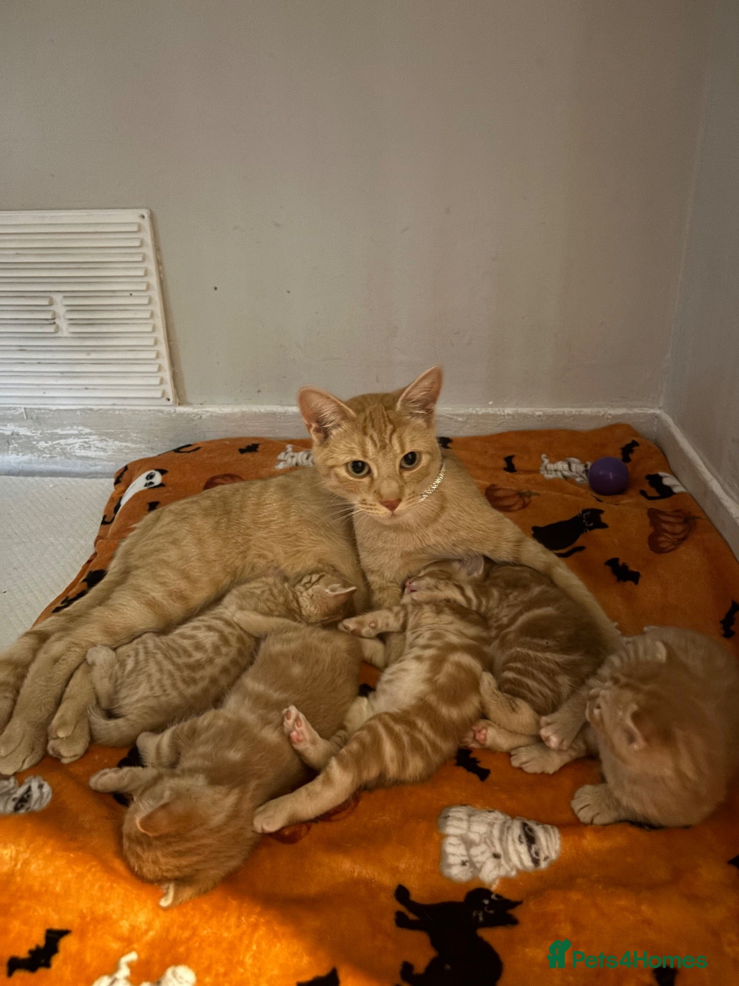 Mixed Breed cats for sale: 3 beautiful ginger kittens looking for 🏡🧡🫶🏻 - Advert 1