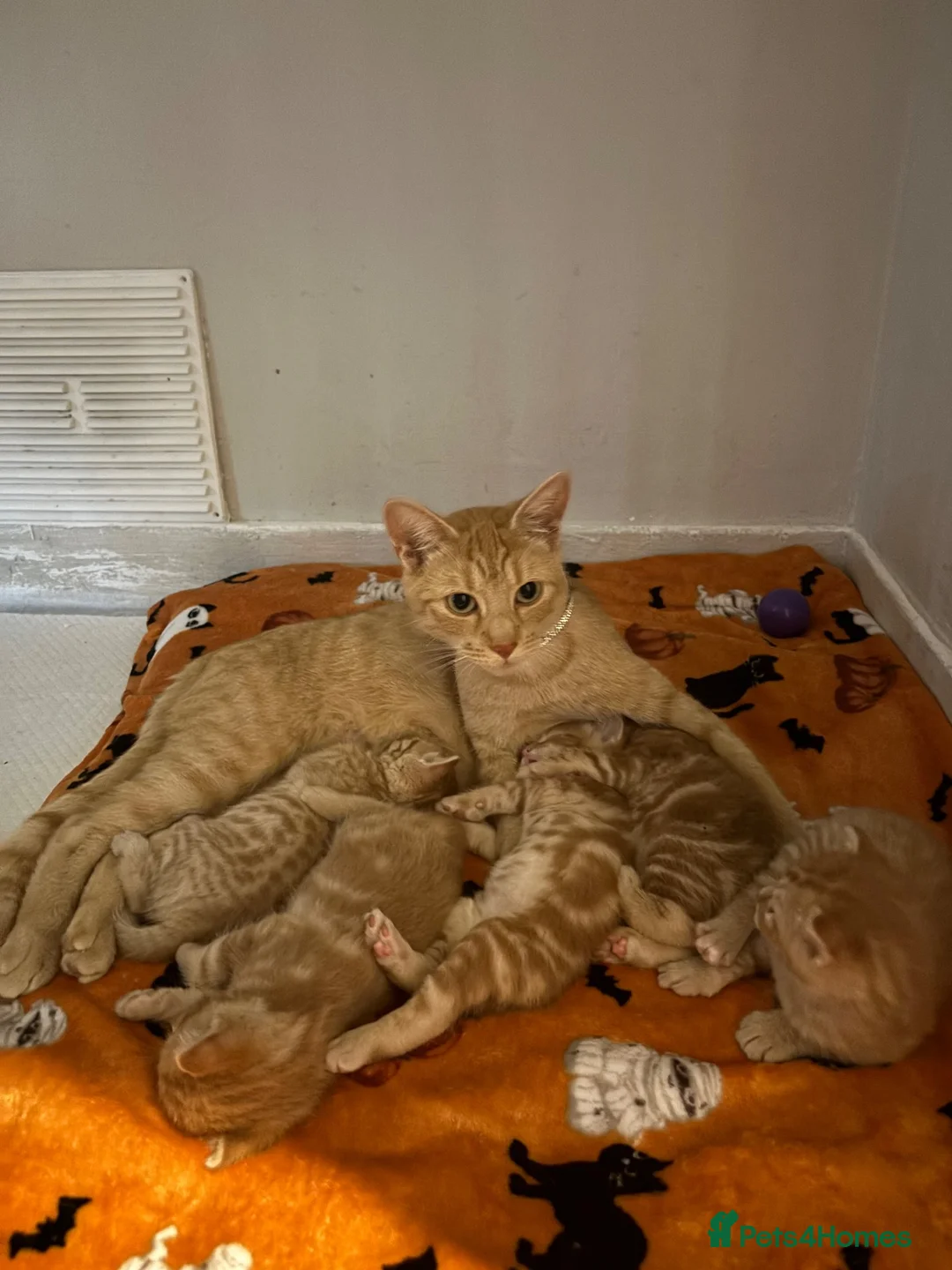 Mixed Breed cats for sale: 3 beautiful ginger kittens looking for 🏡🧡🫶🏻 - Advert 1