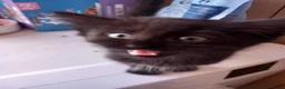 Domestic Shorthair cats for sale: Amazing kittens  in London - Advert 4
