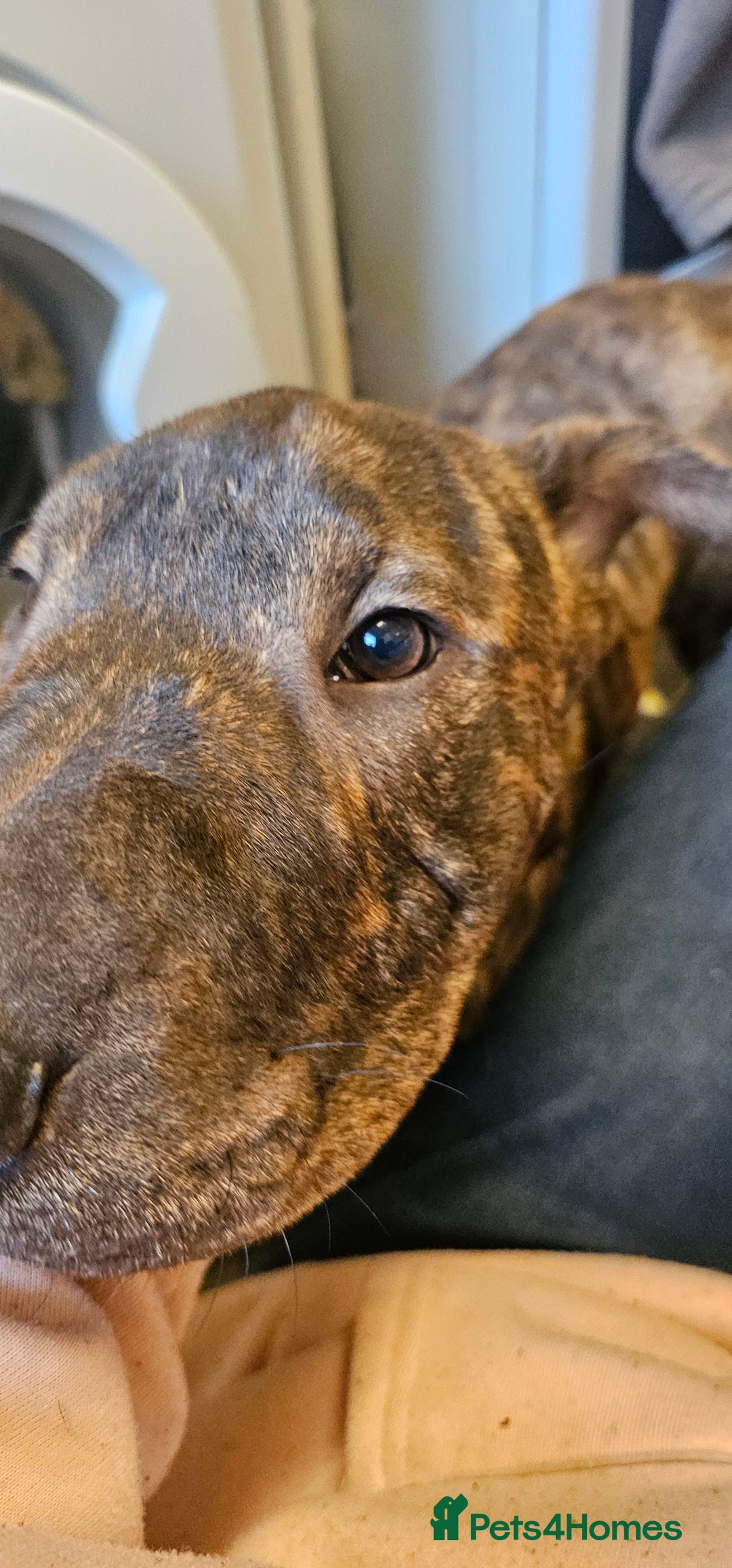Mixed Breed dogs for sale: Bruno - Image 5