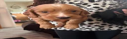 Cocker Spaniel dogs for sale: Working cocker spaniel puppies  - Advert 14