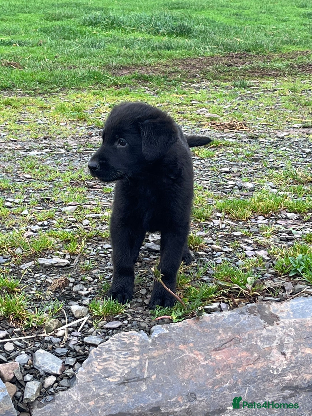 Labrador Retriever dogs for sale: Last incredible little girl  - Advert 20