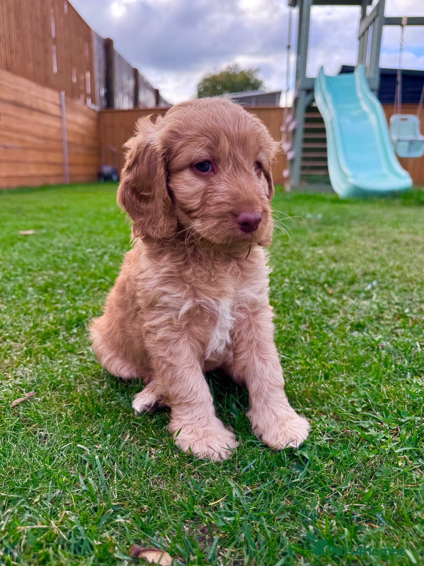 Mixed Breed dogs for sale: Beautiful Schnoodle Babies 🐾🐾🐾 - Advert 1