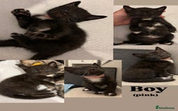 Bengal cats for sale: 6 bengal kittens - Image 2
